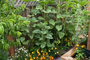 Single Family Residence,  Mulberry avenue, Sonoma, CA 95476 - 53