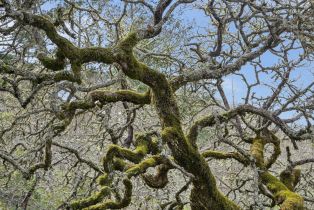 Single Family Residence,  Vista Grande drive, Santa Rosa, CA 95403 - 51