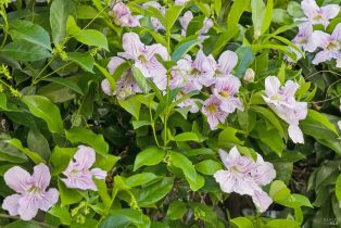 Single Family Residence,  France street, Sonoma, CA 95476 - 62