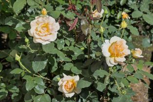 Single Family Residence,  France street, Sonoma, CA 95476 - 63