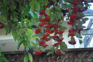 Single Family Residence,  D Street Extension street, Petaluma, CA 94952 - 22