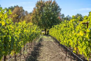 Single Family Residence,  Myrtledale road, Calistoga, CA 94515 - 63