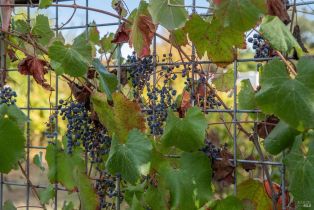 Single Family Residence,  Myrtledale road, Calistoga, CA 94515 - 67