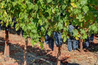 Residential Acreage,  Monticello road, Napa, CA 94558 - 49