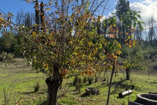 Single Family Residence, Mill Creek road, Healdsburg, CA 95448 - 57