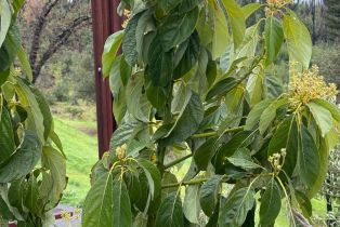 Single Family Residence, Mill Creek road, Healdsburg, CA 95448 - 53