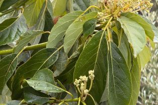 Single Family Residence, Mill Creek road, Healdsburg, CA 95448 - 54