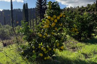 Single Family Residence, Mill Creek road, Healdsburg, CA 95448 - 59