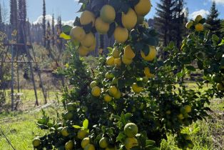 Single Family Residence, Mill Creek road, Healdsburg, CA 95448 - 58