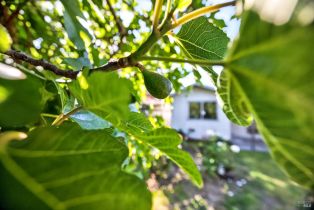 Single Family Residence,  Lurline way, Santa Rosa, CA 95405 - 34