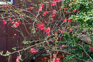 Single Family Residence,  Blackney road, Sebastopol, CA 95472 - 32