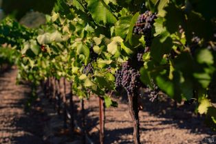 Residential Lot,  Jensen lane, Windsor, CA 95492 - 23