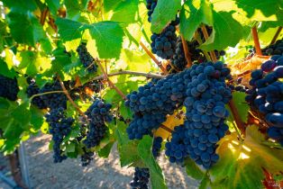 Residential Lot,  Jensen lane, Windsor, CA 95492 - 26