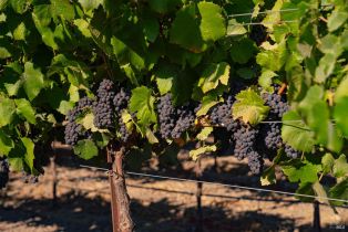 Residential Acreage,  Jensen lane, Windsor, CA 95492 - 41