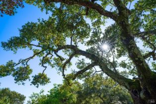 Single Family Residence,  Norrbom road, Sonoma, CA 95476 - 23