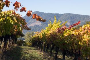 Single Family Residence,  Sonoma Ridge road, Santa Rosa, CA 95404 - 29