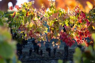 Single Family Residence,  Sonoma Ridge road, Santa Rosa, CA 95404 - 28