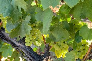 2 Houses on Lot,  Gravenstein highway, Sebastopol, CA 95472 - 42