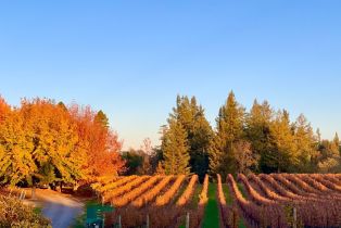 2 Houses on Lot,  Gravenstein highway, Sebastopol, CA 95472 - 43