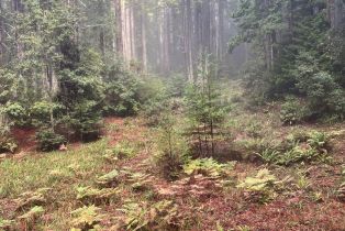 Single Family Residence,  Schooner drive, Sea Ranch, CA 95497 - 38