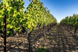 Single Family Residence,  Hardman avenue, Napa, CA 94558 - 15