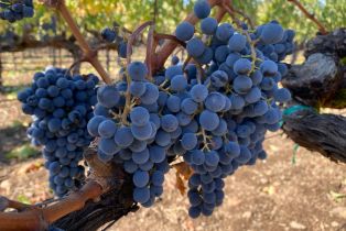 Single Family Residence,  Hardman avenue, Napa, CA 94558 - 17