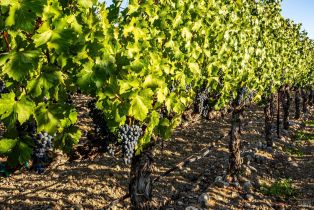 Single Family Residence,  Hardman avenue, Napa, CA 94558 - 16