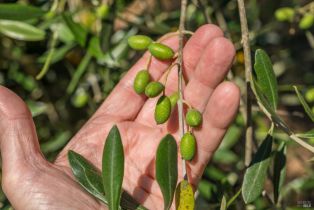 Single Family Residence,  Chalk Hill road, Healdsburg, CA 95448 - 53