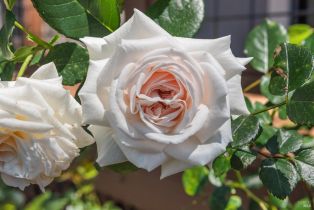 Single Family Residence,  Lucas avenue, Sonoma, CA 95476 - 20