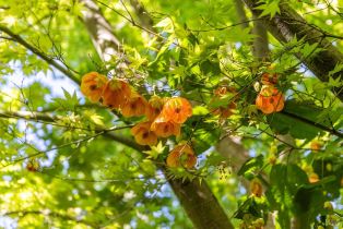 Single Family Residence, Deerfield lane, Petaluma, CA 94952 - 56