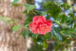 Single Family Residence, Deerfield lane, Petaluma, CA 94952 - 57