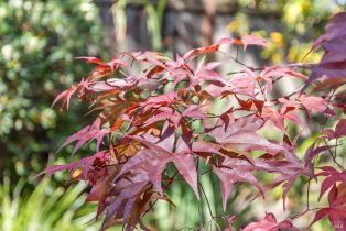 Single Family Residence, Deerfield lane, Petaluma, CA 94952 - 58