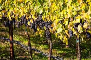 Residential Acreage,  Desnudos way, Sonoma, CA 95476 - 13