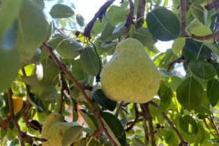 Single Family Residence,  Fiori lane, Sebastopol, CA 95472 - 89