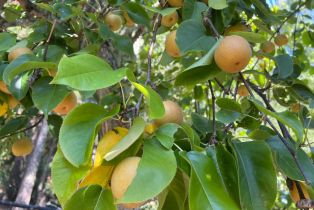 Single Family Residence,  Fiori lane, Sebastopol, CA 95472 - 88