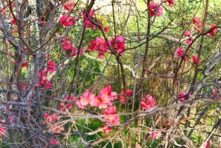 Residential Acreage,  Leslie road, Healdsburg, CA 95448 - 24