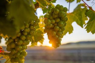 Single Family Residence,  Red Winery road, Healdsburg, CA 95441 - 39