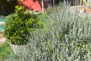 Single Family Residence,  Bodega avenue, Petaluma, CA 94952 - 51