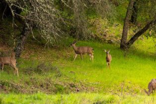 Single Family Residence, Leslie Creek lane, Santa Rosa, CA 95404 - 58