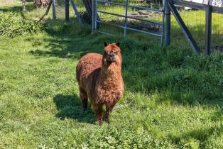 Single Family Residence,  Marshall avenue, Petaluma, CA 94952 - 47