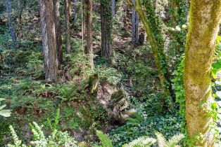 Single Family Residence,  Occidental road, Sebastopol, CA 95472 - 31