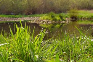 Single Family Residence,  Watertrough road, Sebastopol, CA 95472 - 11