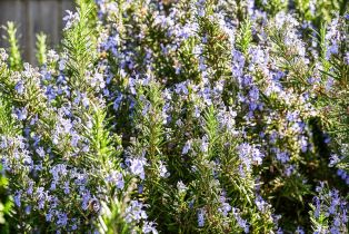 Single Family Residence,  Dusty Stone court, Santa Rosa, CA 95405 - 52