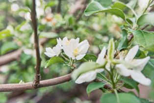 Single Family Residence,  Hill road, Glen Ellen, CA 95442 - 42