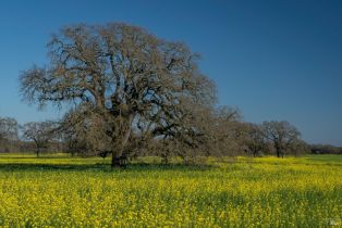 Single Family Residence,  Mission drive, Sonoma, CA 95476 - 49