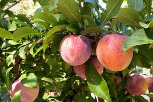 Single Family Residence,  3rd avenue, Napa, CA 94558 - 78