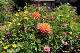 Single Family Residence,  3rd avenue, Napa, CA 94558 - 76