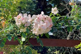 Single Family Residence,  3rd avenue, Napa, CA 94558 - 87