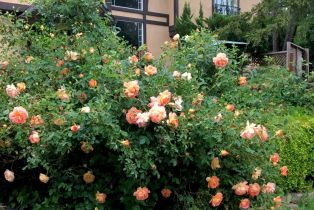 Single Family Residence,  3rd avenue, Napa, CA 94558 - 73