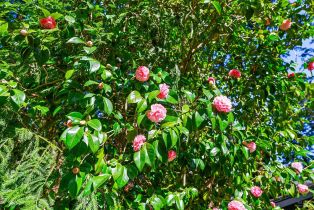 Single Family Residence,  Summit avenue, Russian River, CA 95446 - 41